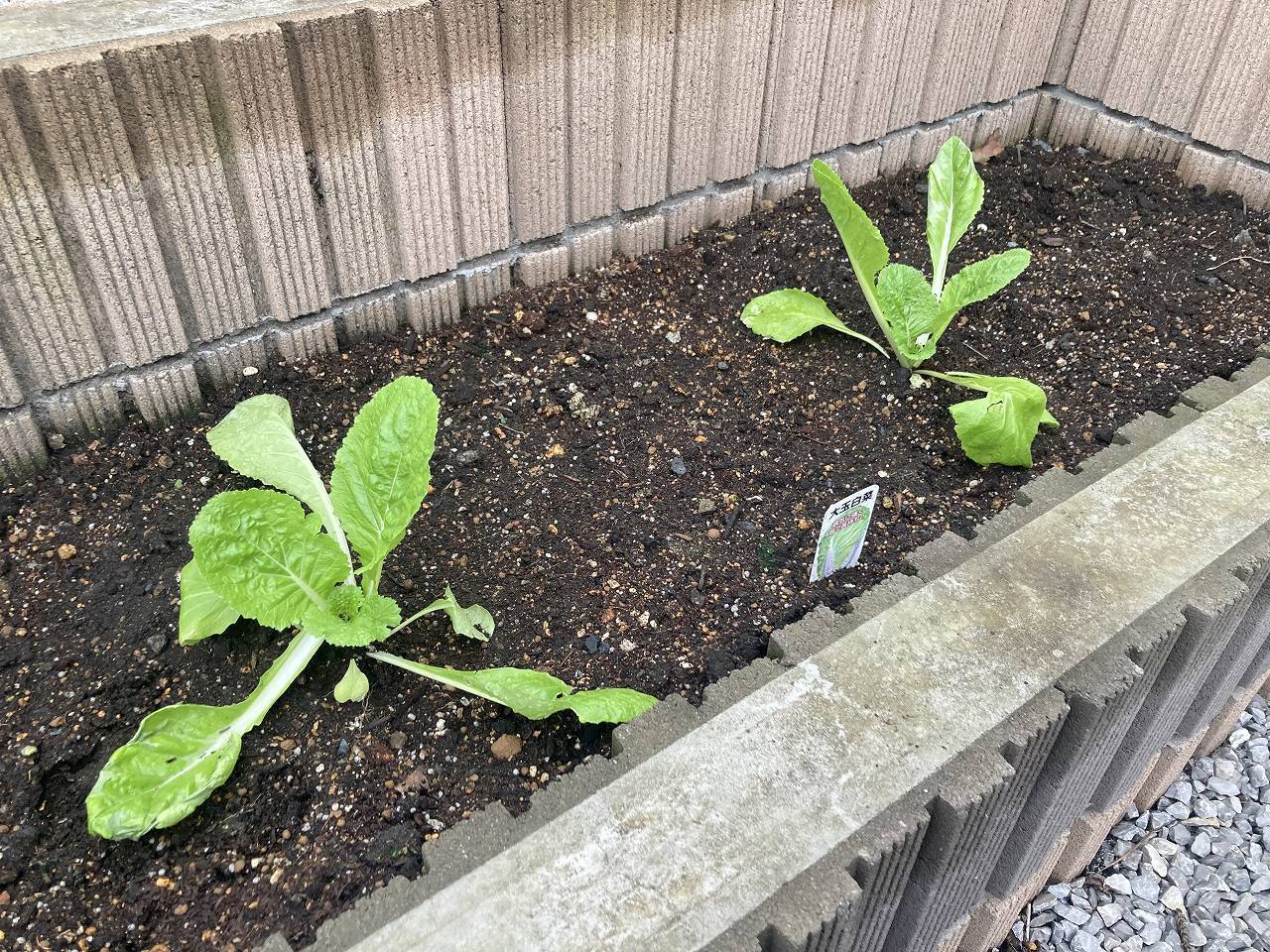 家庭菜園で作る白菜の育て方 吞んだくれブログ